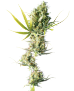 Durban wietzaden