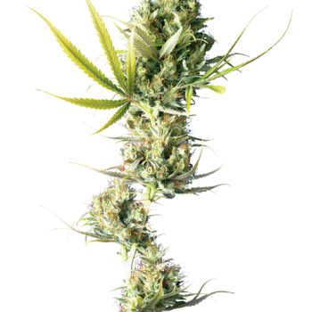 Durban wietzaden