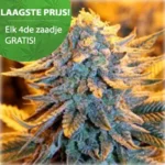 Dutch Lowrider autoflower