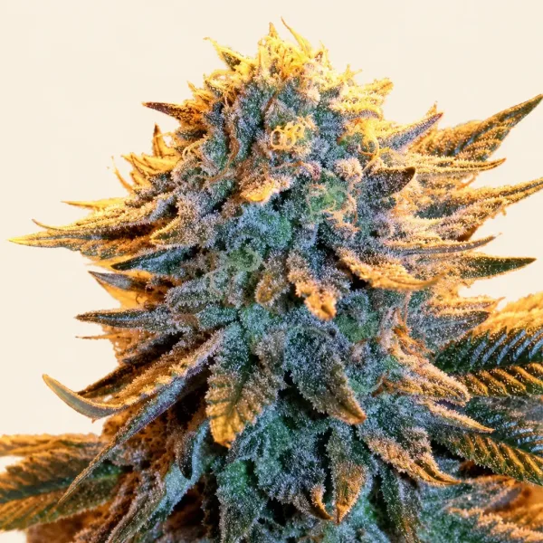 Bloeiende top van wietplant Dutch Lowrider autoflower