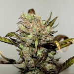 5-Pack Early Durban Reguliere wietzaden