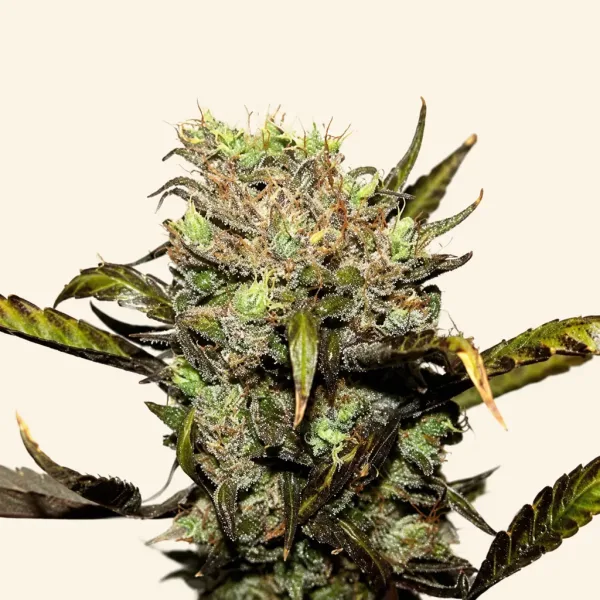 Flowering Early Durban cannabis plant