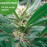 Early Skunk wietzaden