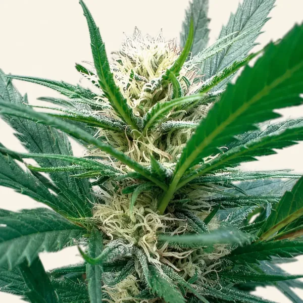 Blühende Cannabispflanze Early Skunk