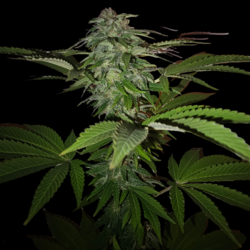 Extreem CBD punch