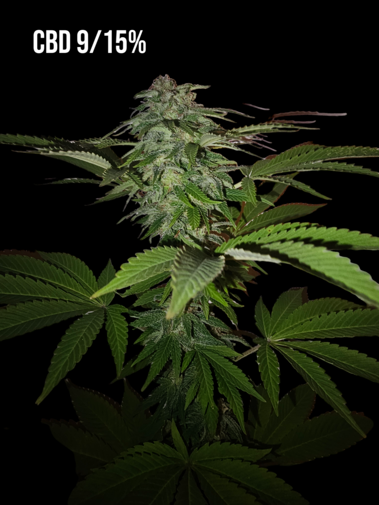 Extreem CBD punch