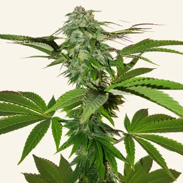 Bloeiende top van wietplant Extreem CBD punch