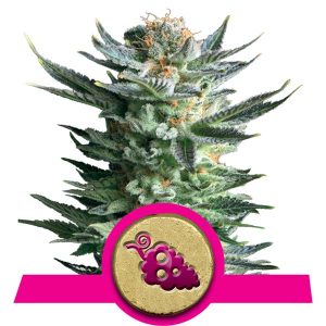 Fruit Spirit cannabis seeds