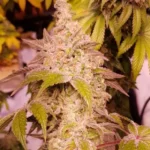 Gold Gelato Wietzaden