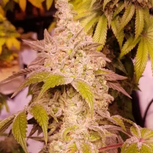 Gold Galato Cannabis Seeds