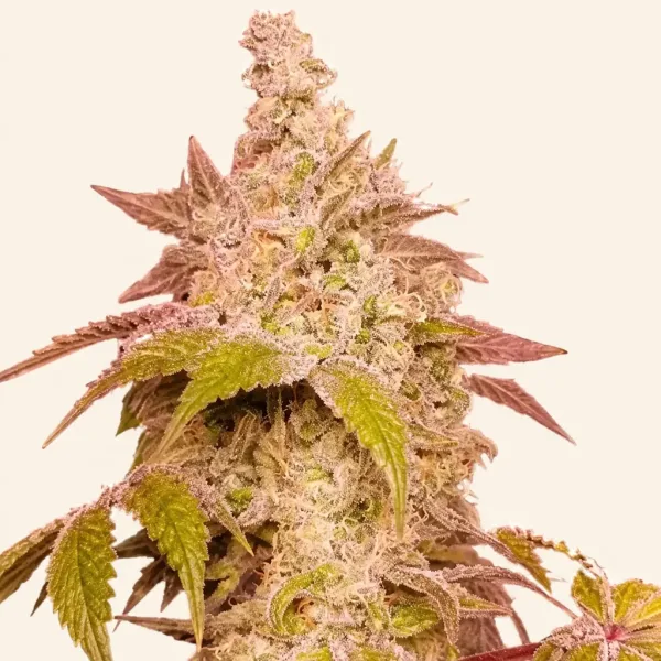 Flowering Gold Gelato cannabis plant