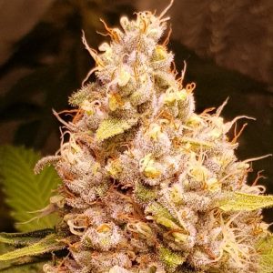 Gold Galato Autoflower