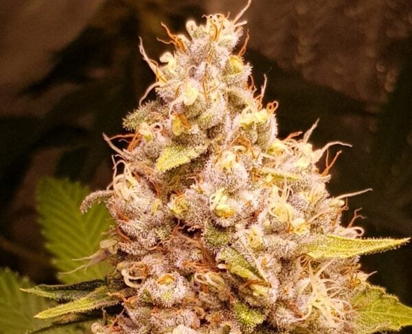 GOLD Gelato Autoflower - Afbeelding 1