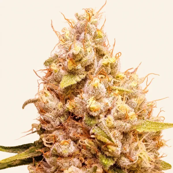 Flowering GOLD Gelato Autoflower cannabis plant