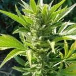 25 Gorilla Gold Autoflower Bulkwietzaden