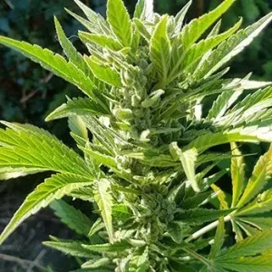 Gorilla Gold Autoflower