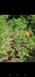 Gorilla Gold Autoflower - Afbeelding 6