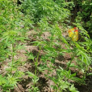 Gorilla Gold Autoflower — photo 6