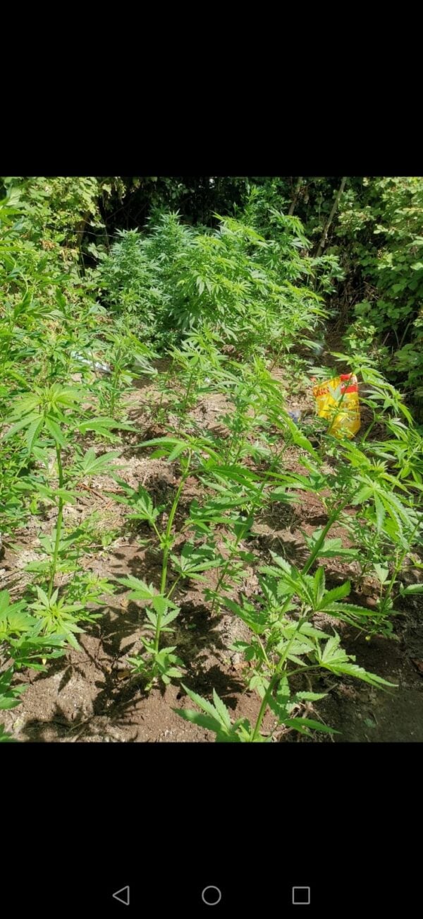 Gorilla Gold Autoflower - Afbeelding 6