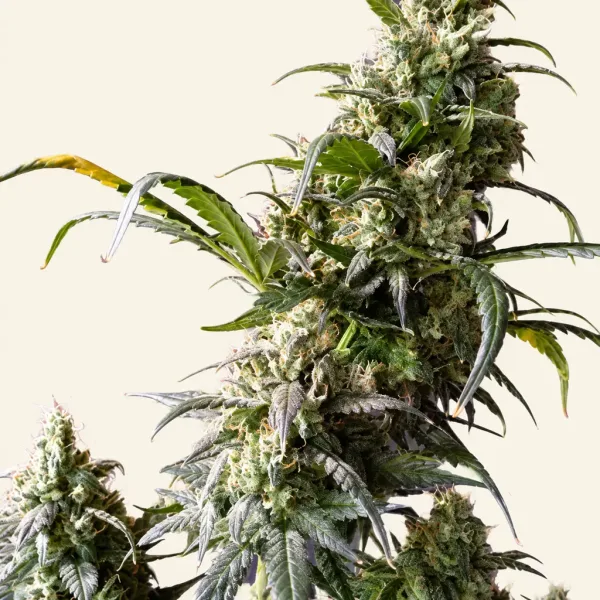 Flowering Gorilla Gold Autoflower cannabis plant