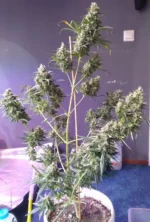 25 Gorilla Gold Autoflower Bulkwietzaden - Afbeelding 3