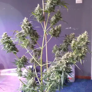 Gorilla Gold Autoflower — photo 3