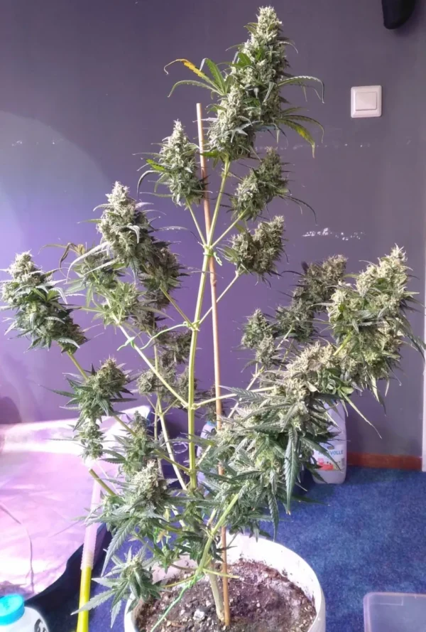 25 Gorilla Gold Autoflower Bulkwietzaden - Afbeelding 3