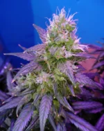 25 Gorilla Gold Autoflower Bulkwietzaden - Afbeelding 4