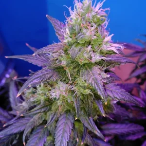 Gorilla Gold Autoflower — photo 4