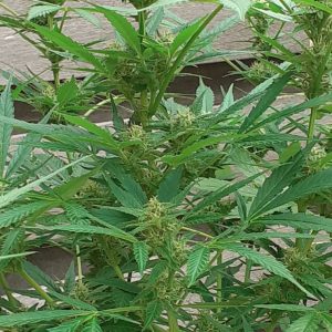 Gorilla Gold Autoflower — photo 7