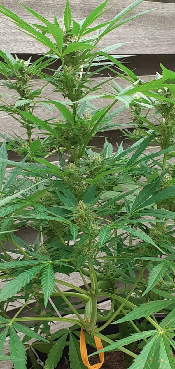 Gorilla Gold Autoflower - Afbeelding 7