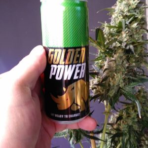 Gorilla Gold Autoflower — photo 5