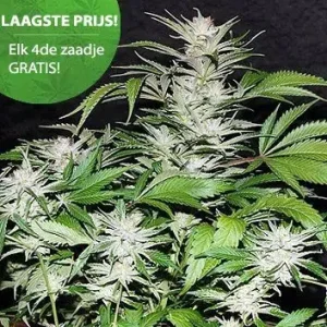 Great White Shark Semillas de Cannabis