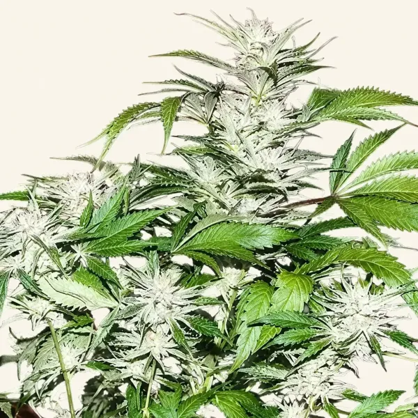 Flowering White Sharky cannabis plant