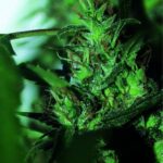 5-Pack Hash Passion Reguliere