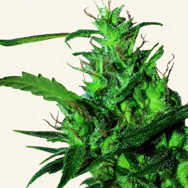Blühende Cannabispflanze Hash Passion