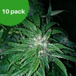10-pack Hindu Kush wietzaden
