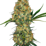 Hindu kush wietzaden