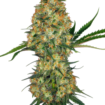 Hindu kush wietzaden