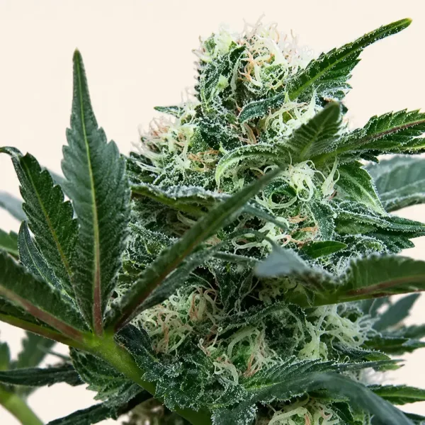 Flowering Hindu Kush Autoflower cannabis plant