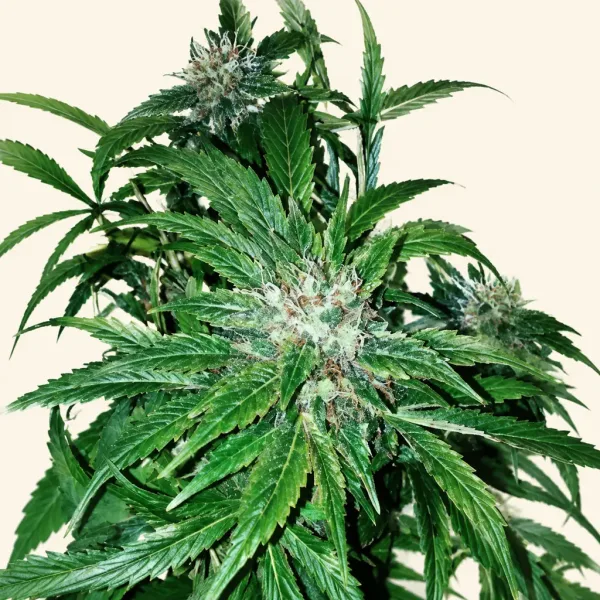 Flowering Hindu Kush cannabis plant