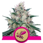 Honey Cream (Fast Flowering) wietzaden