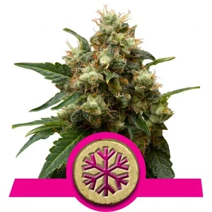Semillas de cannabis ICE