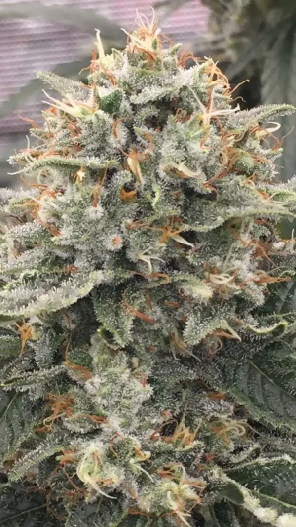 25 GORILLA GLUE GOLD Bulkwietzaden - Afbeelding 1