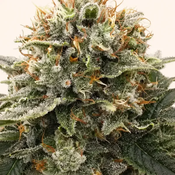 Bloeiende top van wietplant GORILLA GLUE GOLD