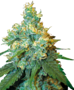 Jack herer wietplant