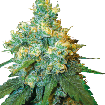 Jack herer wietplant