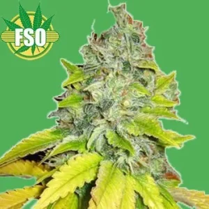 Graines de cannabis Jack Herer