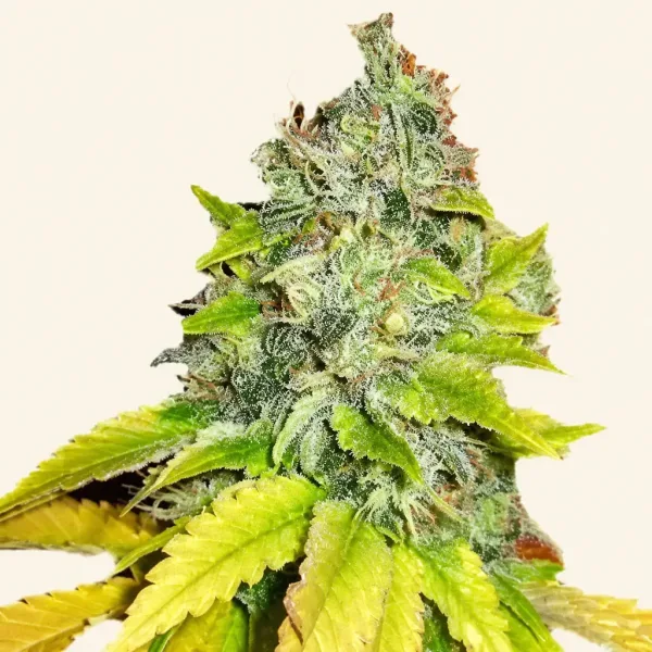 Bloeiende top van wietplant Jack herer