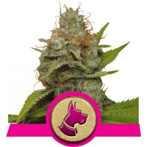 Semillas de Cannabis Kali Dog
